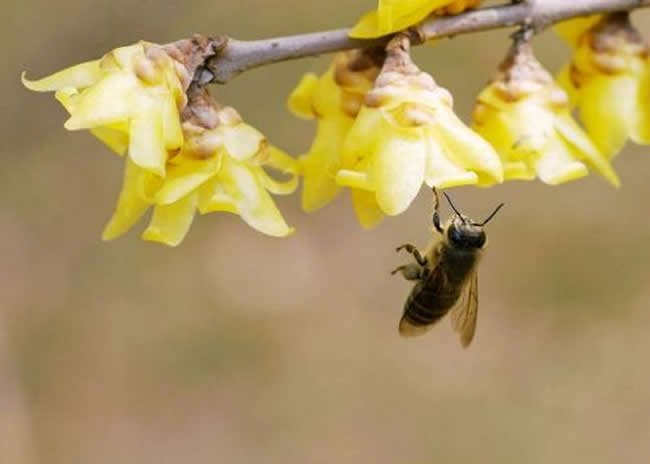 自然分蜂后怎么處理? 自然分蜂后怎么處理?