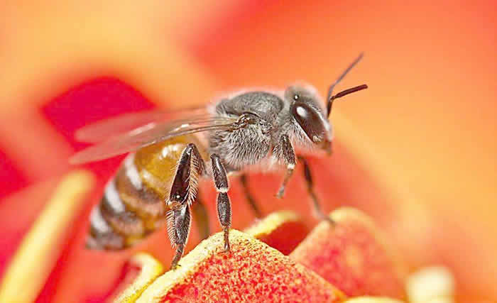 自然分蜂后怎么處理? 自然分蜂后怎么處理?