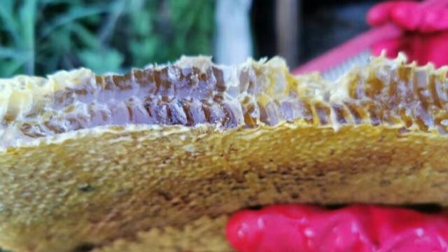 蜜蜂什么時候取蜜最好？取蜜的3種常用方法，每種方法的利與弊