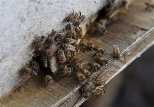 養蜜蜂好不好吉不吉利(蜜蜂在風水學上的說法是什么) 養蜜蜂好不好吉不吉利(蜜蜂在風水學上的說法是什么)