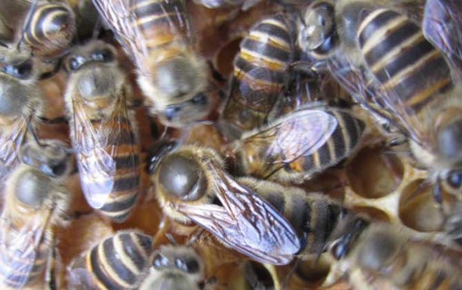 中蜂阿壩王有幾種顏色(阿壩中蜂蜂王是什么顏色的) 中蜂阿壩王有幾種顏色(阿壩中蜂蜂王是什么顏色的)