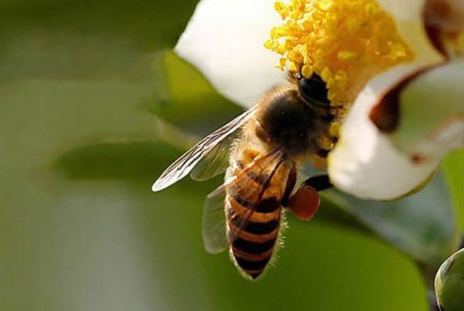 蜜蜂如何培養(yǎng)蜂王？