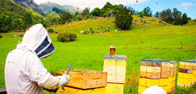 中蜂養蜂場怎樣預防蠟蛾（看看老外如何防治蠟螟）