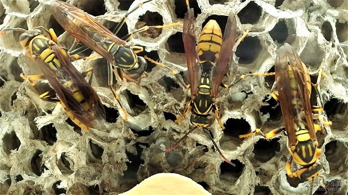 馬蜂有蜂王嗎（馬蜂王和馬蜂的區別）