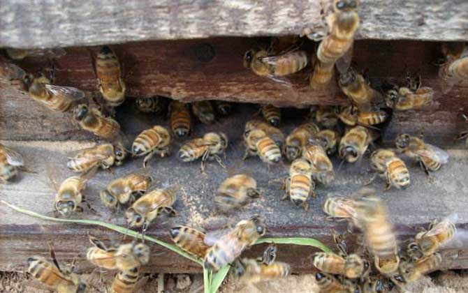 畢節(jié)中蜂是云貴高原中蜂嗎(云貴高原中蜂的種群范圍) 畢節(jié)中蜂是云貴高原中蜂嗎(云貴高原中蜂的種群范圍)