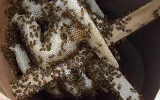 畢節(jié)中蜂是云貴高原中蜂嗎(云貴高原中蜂的種群范圍) 畢節(jié)中蜂是云貴高原中蜂嗎(云貴高原中蜂的種群范圍)