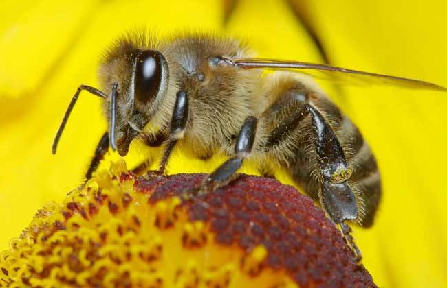 【蜜蜂知識】2019年蜜蜂多少錢一箱 2019年蜜蜂多少錢一箱