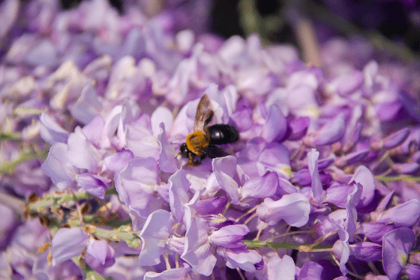 什么是蜜源植物? 什么是蜜源植物?