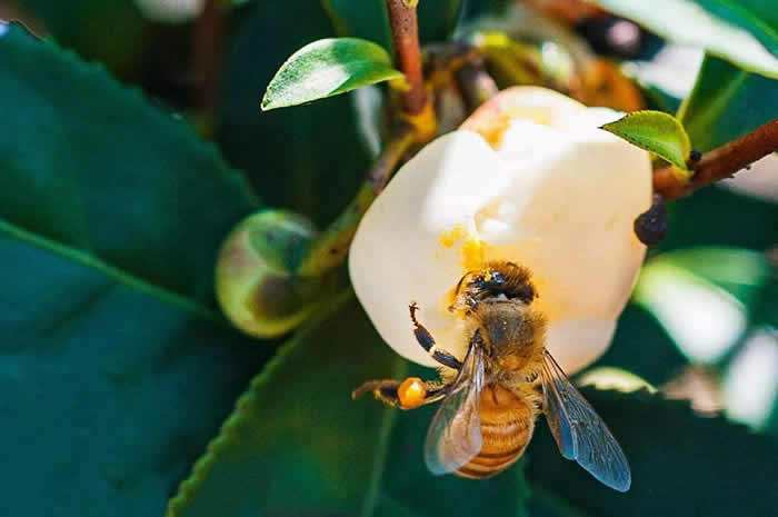 中蜂如何飼養雙王群?有什么優點和缺點(中蜂雙王群的三利三弊) 中蜂如何飼養雙王群?有什么優點和缺點(中蜂雙王群的三利三弊)