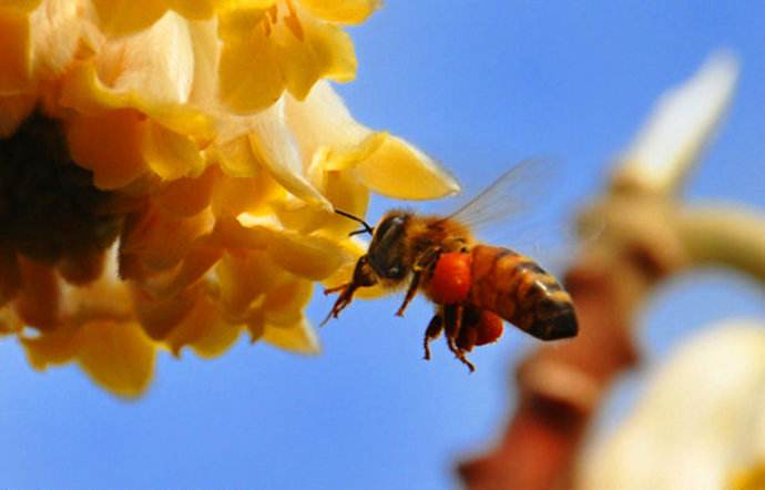 【蜜蜂知識】中華蜜蜂在哪里分布? 【蜜蜂知識】中華蜜蜂在哪里分布?
