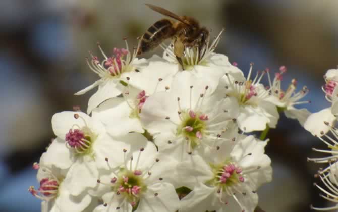 蜂少脾多會(huì)出現(xiàn)什么情況(脾多于蜂的后果) 蜂少脾多