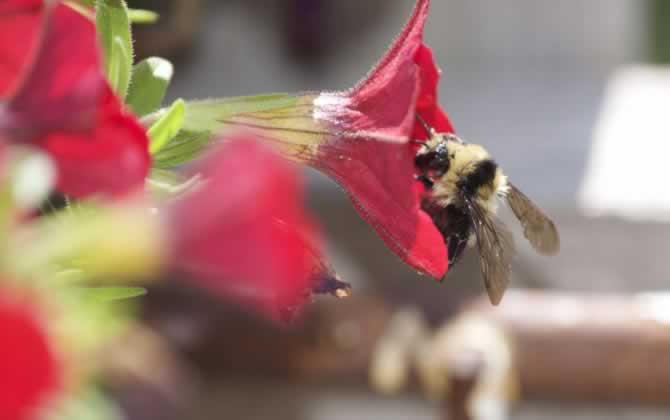 蜂少脾多會(huì)出現(xiàn)什么情況(脾多于蜂的后果) 蜂少脾多
