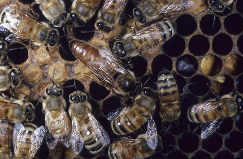 新手養(yǎng)蜂如何加蜂框(新手養(yǎng)蜜蜂怎樣加巢框) 新手養(yǎng)蜂如何加蜂框(新手養(yǎng)蜜蜂怎樣加巢框)