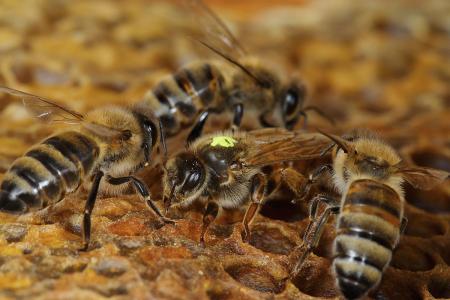 新手養(yǎng)蜂如何加蜂框(新手養(yǎng)蜜蜂怎樣加巢框) 新手養(yǎng)蜂如何加蜂框(新手養(yǎng)蜜蜂怎樣加巢框)