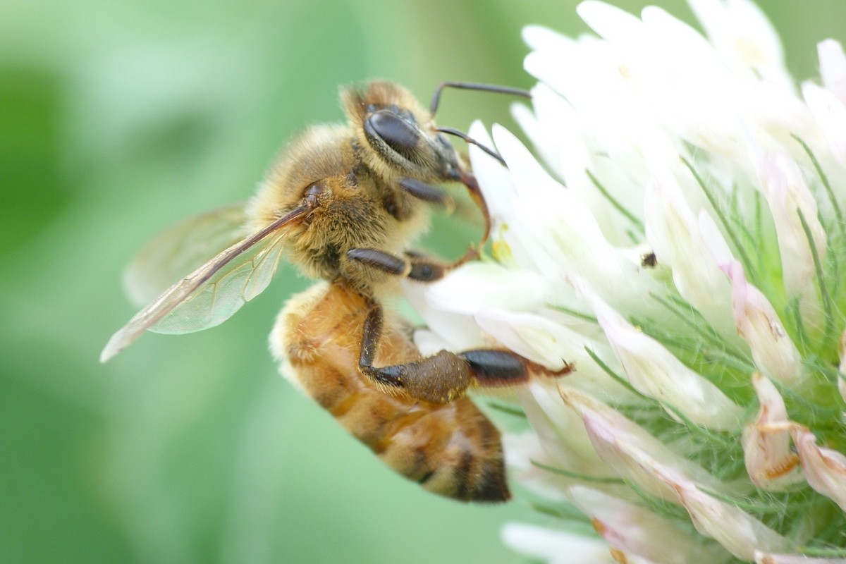 新手養蜂怎么保證蜂王不跑(養蜂人怎么控制蜂王) 新手養蜂怎么保證蜂王不跑(養蜂人怎么控制蜂王)