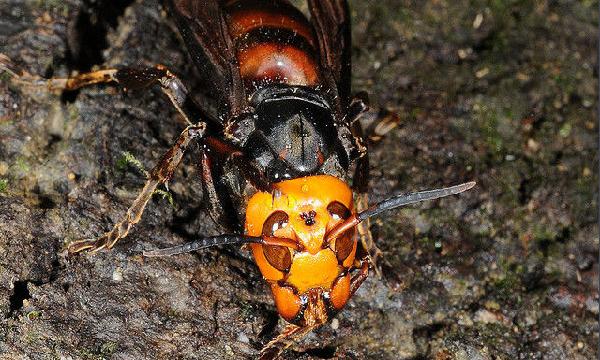 喀爾巴阡蜂的優(yōu)缺點(喀爾巴阡蜂的品種優(yōu)勢) 喀爾巴阡蜂的優(yōu)缺點(喀爾巴阡蜂的品種優(yōu)勢)