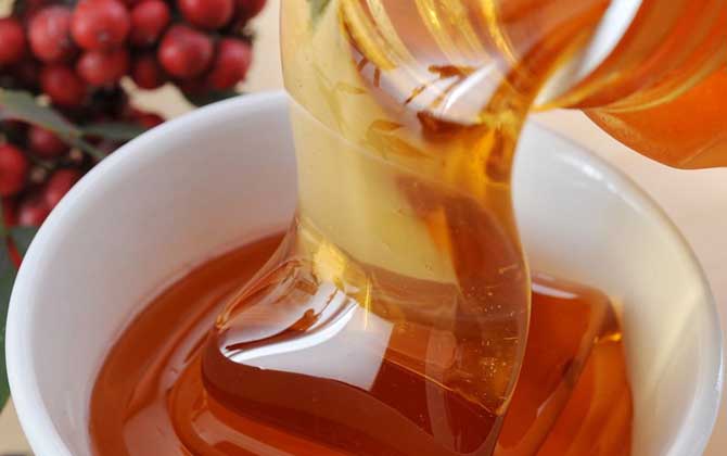 五倍子花有蜜嗎(五倍子蜜) 五倍子花有蜜嗎(五倍子蜜)