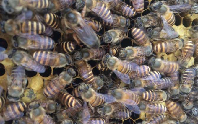 新手養蜂怎么繁殖更快（新手怎樣養蜂繁殖快）