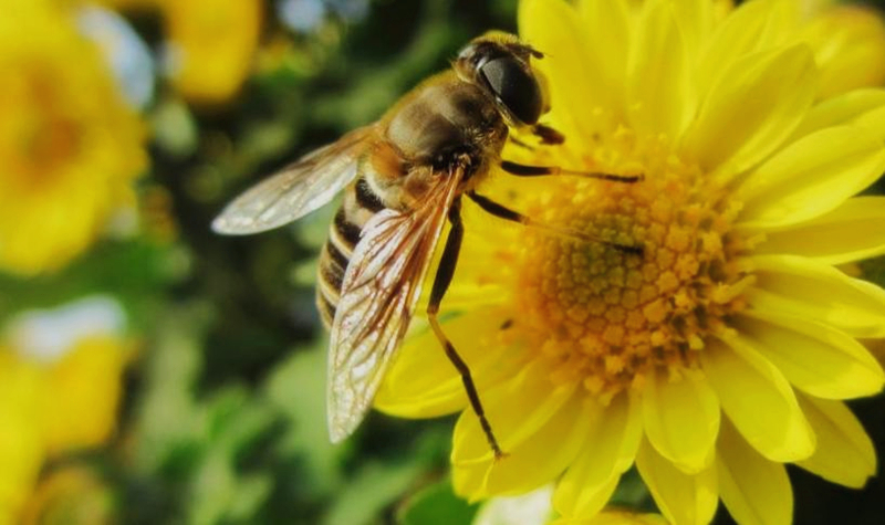 養(yǎng)蜂怎么管理(蜜蜂的養(yǎng)殖與管理要點) 養(yǎng)蜂怎么管理(蜜蜂的養(yǎng)殖與管理要點)