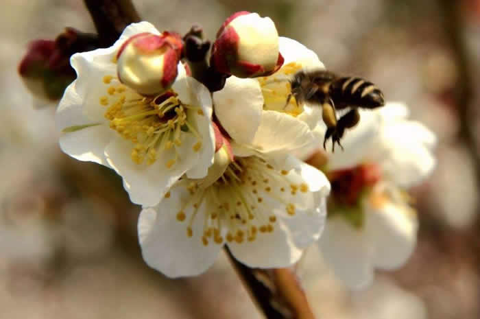 【蜜蜂知識】雄蜂卵和工蜂卵的區別? 雄蜂卵和工蜂卵的區別?