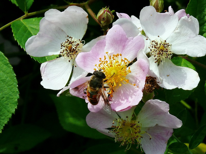 【蜜蜂知識】蜜蜂為什么正在逐漸消失? 【蜜蜂知識】蜜蜂為什么正在逐漸消失?