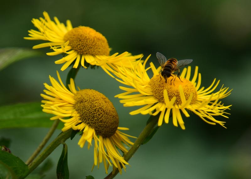 菊花是不是蜜源植物（對菊花蜜源的認(rèn)識）
