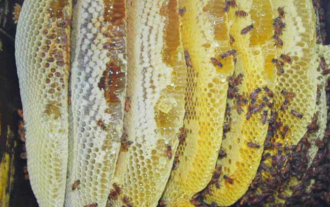 養(yǎng)蜂場利潤有多大(養(yǎng)蜂一年能掙二十萬嗎) 養(yǎng)蜂場利潤有多大(養(yǎng)蜂一年能掙二十萬嗎)