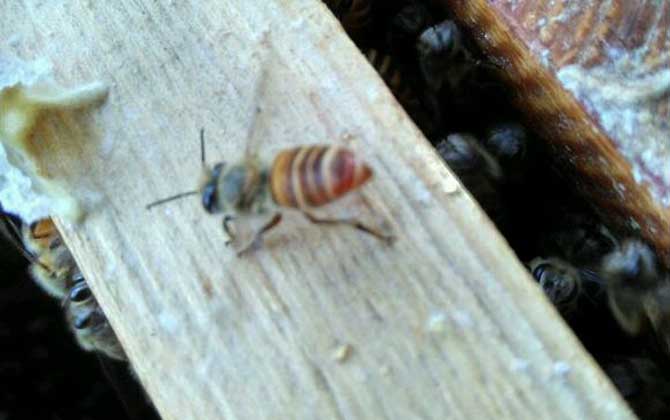 養(yǎng)蜂場利潤有多大(養(yǎng)蜂一年能掙二十萬嗎) 養(yǎng)蜂場利潤有多大(養(yǎng)蜂一年能掙二十萬嗎)