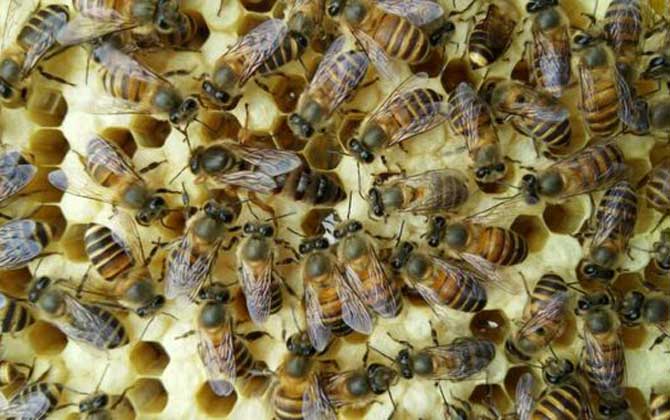 養(yǎng)蜂場利潤有多大(養(yǎng)蜂一年能掙二十萬嗎) 養(yǎng)蜂場利潤有多大(養(yǎng)蜂一年能掙二十萬嗎)