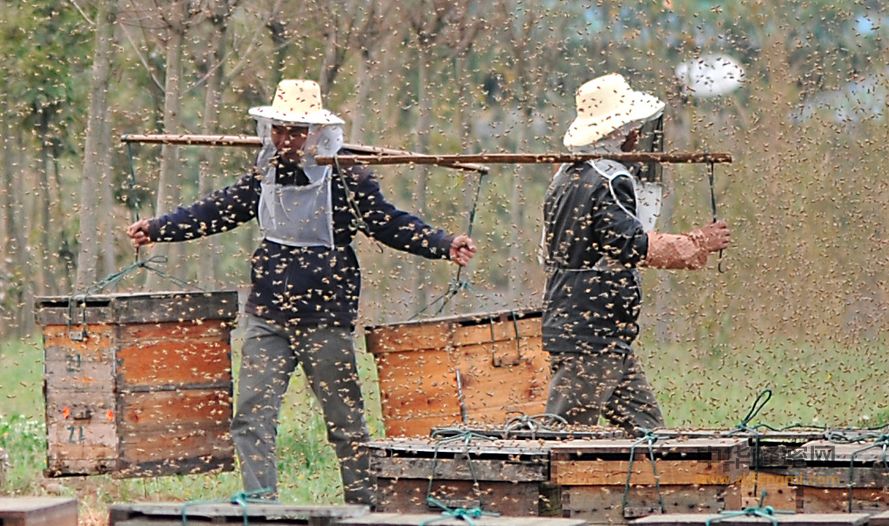 【蜜蜂養殖】養蜂人為什么都長壽