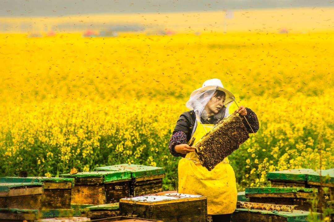 【蜜蜂養殖】養蜂人為什么都長壽 養蜂人為什么都長壽