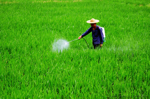 蜜蜂會采打藥的花嗎(蜜蜂采有毒的花的后果) 蜜蜂會采打藥的花嗎(蜜蜂采有毒的花的后果)