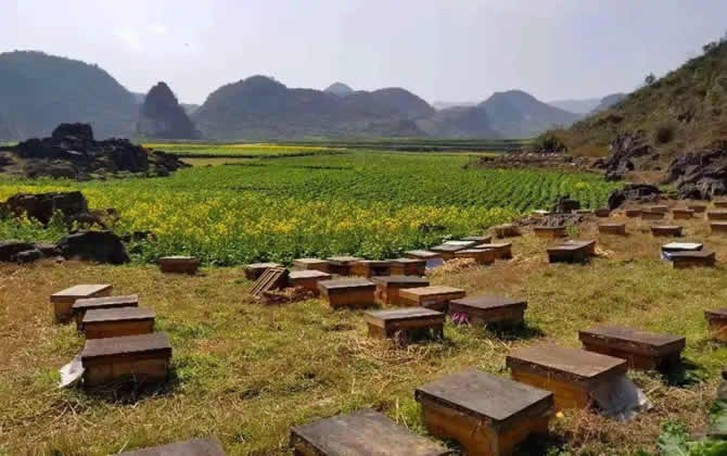 農(nóng)村養(yǎng)蜂補(bǔ)貼 農(nóng)村養(yǎng)蜂補(bǔ)貼