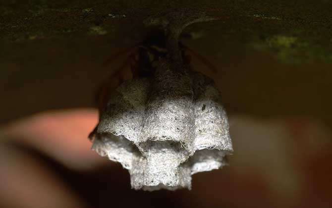 摘馬蜂窩最佳時間