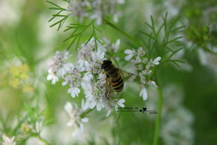蜂王是怎樣被蜜蜂們選中為王的（蜂王是怎么選出來(lái)的）