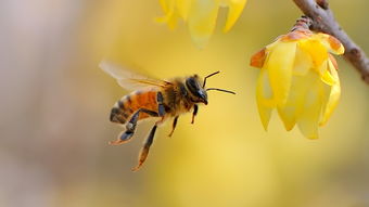 蜂王是怎樣被蜜蜂們選中為王的（蜂王是怎么選出來(lái)的）
