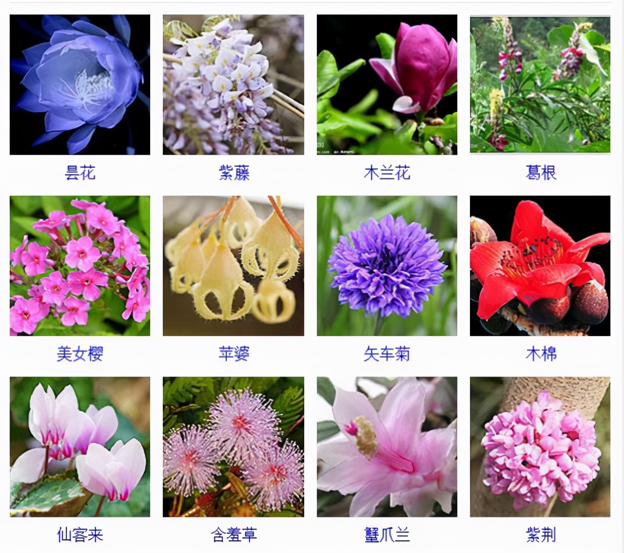 植物品種名稱大全(最常見的800種景觀觀花植物,附植物習性種植) 植物品種名稱大全(最常見的800種景觀觀花植物,附植物習性種植)