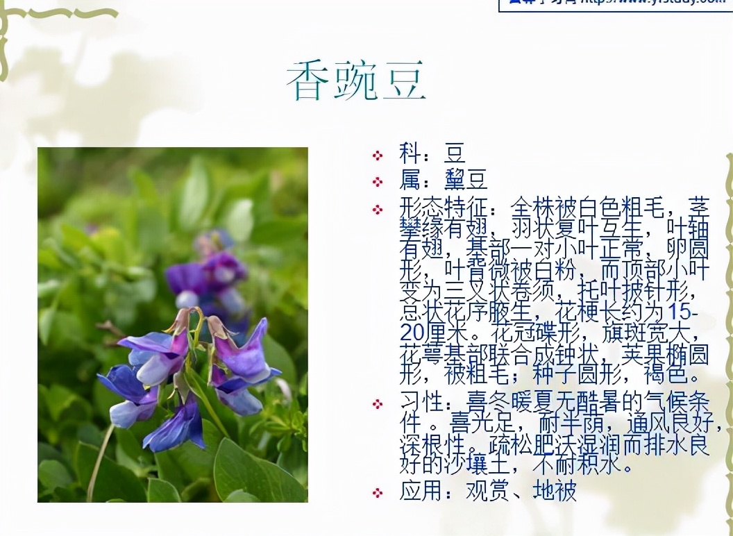 植物品種名稱大全(最常見的800種景觀觀花植物,附植物習性種植) 植物品種名稱大全(最常見的800種景觀觀花植物,附植物習性種植)