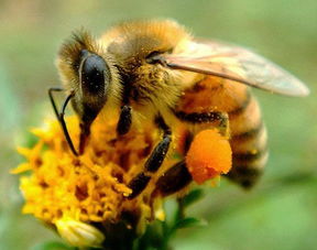 阿壩中蜂可以發(fā)展多少脾(蜜蜂幾脾發(fā)展最快) 阿壩中蜂可以發(fā)展多少脾(蜜蜂幾脾發(fā)展最快)