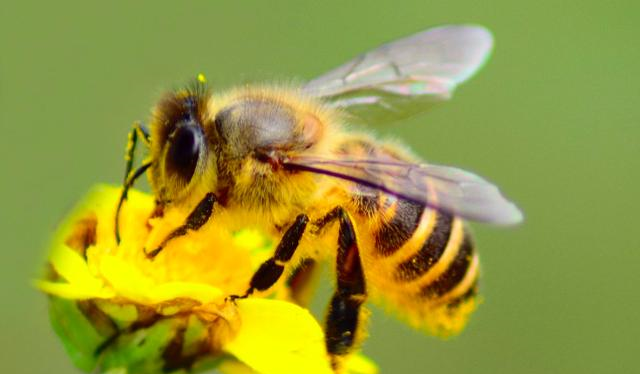 松丹一號(hào)蜂王的后代還能用嗎(如何科學(xué)使用良種蜂王) 松丹一號(hào)蜂王的后代還能用嗎(如何科學(xué)使用良種蜂王)