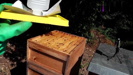 一脾蜂怎么過冬(蜜蜂一脾也能越冬) 一脾蜂怎么過冬(蜜蜂一脾也能越冬)