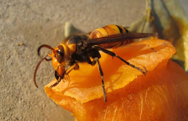 養胡蜂賺錢靠什么賺錢(胡蜂養殖利潤分析) 養胡蜂賺錢靠什么賺錢(胡蜂養殖利潤分析)