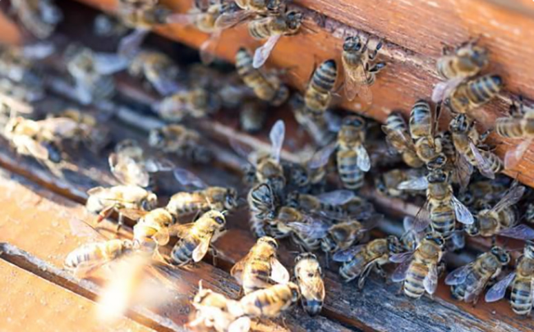 意蜂交尾箱可不可放在蜂場內(交尾箱放在離蜂場多遠位置才最好) 意蜂交尾箱可不可放在蜂場內(交尾箱放在離蜂場多遠位置才最好)