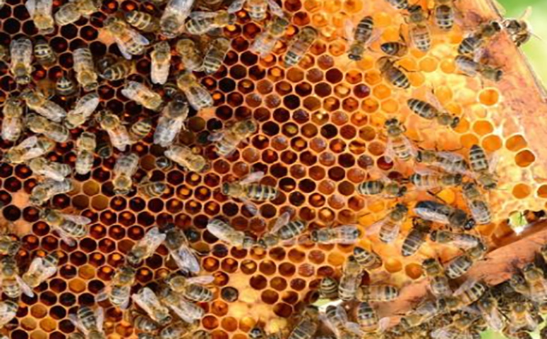 意蜂交尾箱可不可放在蜂場內(交尾箱放在離蜂場多遠位置才最好) 意蜂交尾箱可不可放在蜂場內(交尾箱放在離蜂場多遠位置才最好)