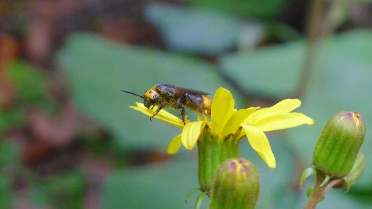 中國大虎頭蜂有蜂蜜嗎（中國大虎頭蜂產蜜嗎）