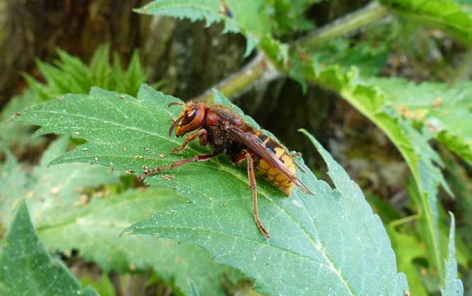 牛角蜂毒性 牛角蜂毒性