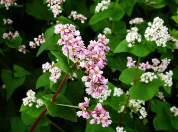 南方蜜源植物產蜜量排行榜(細數南方的蜜源植物有哪些) 南方蜜源植物產蜜量排行榜(細數南方的蜜源植物有哪些)