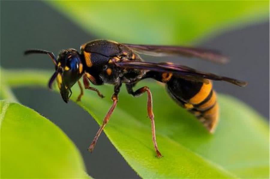 常見胡蜂種類大全（胡蜂的種類及介紹）