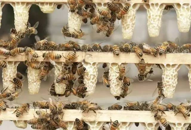 急造王臺和自然王臺的區別(蜜蜂急造王臺和自然王臺對比) 急造王臺和自然王臺的區別(蜜蜂急造王臺和自然王臺對比)