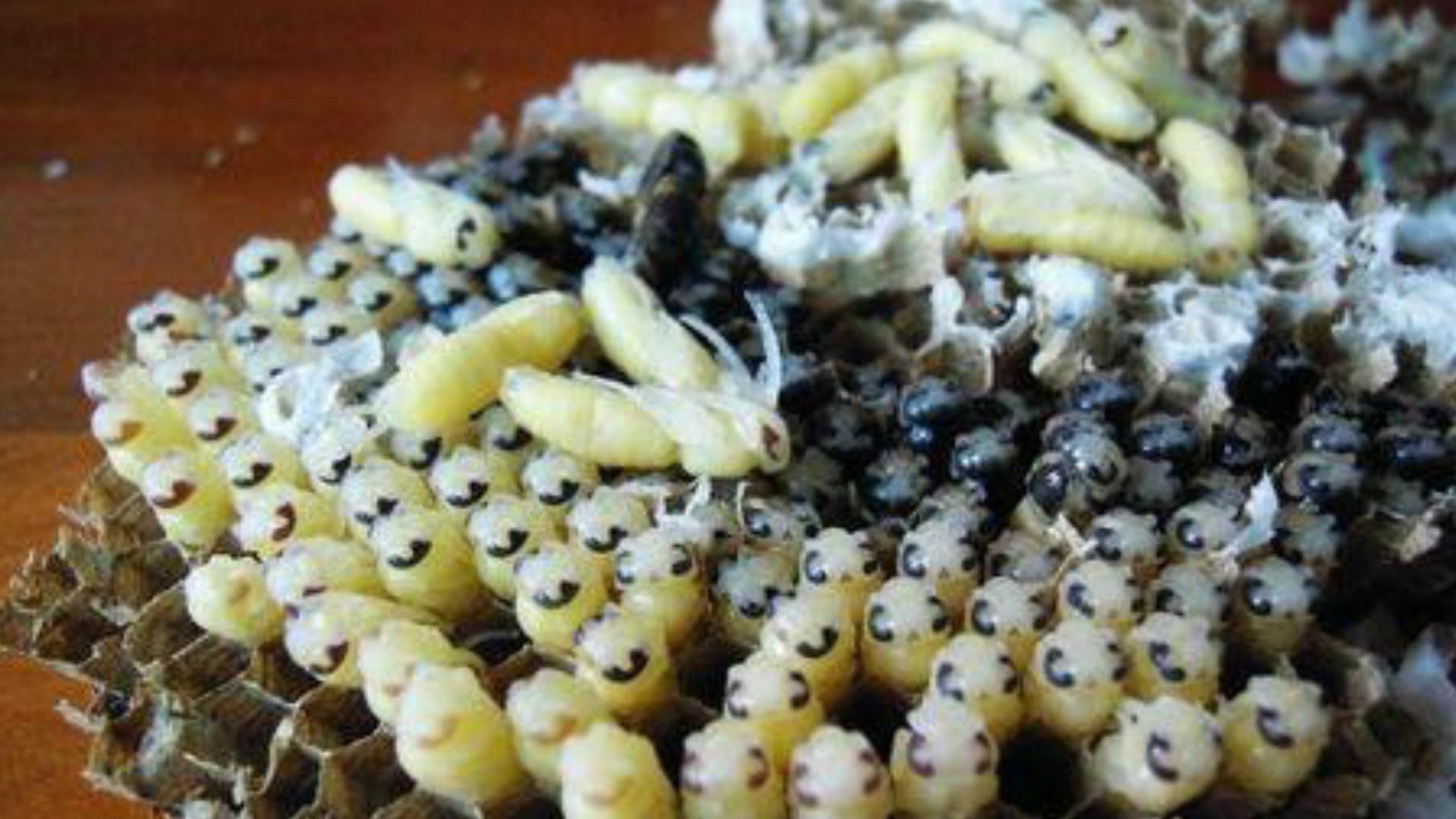 什么是蜂蛹病(蜂蛹病怎么治療) 什么是蜂蛹病(蜂蛹病怎么治療)